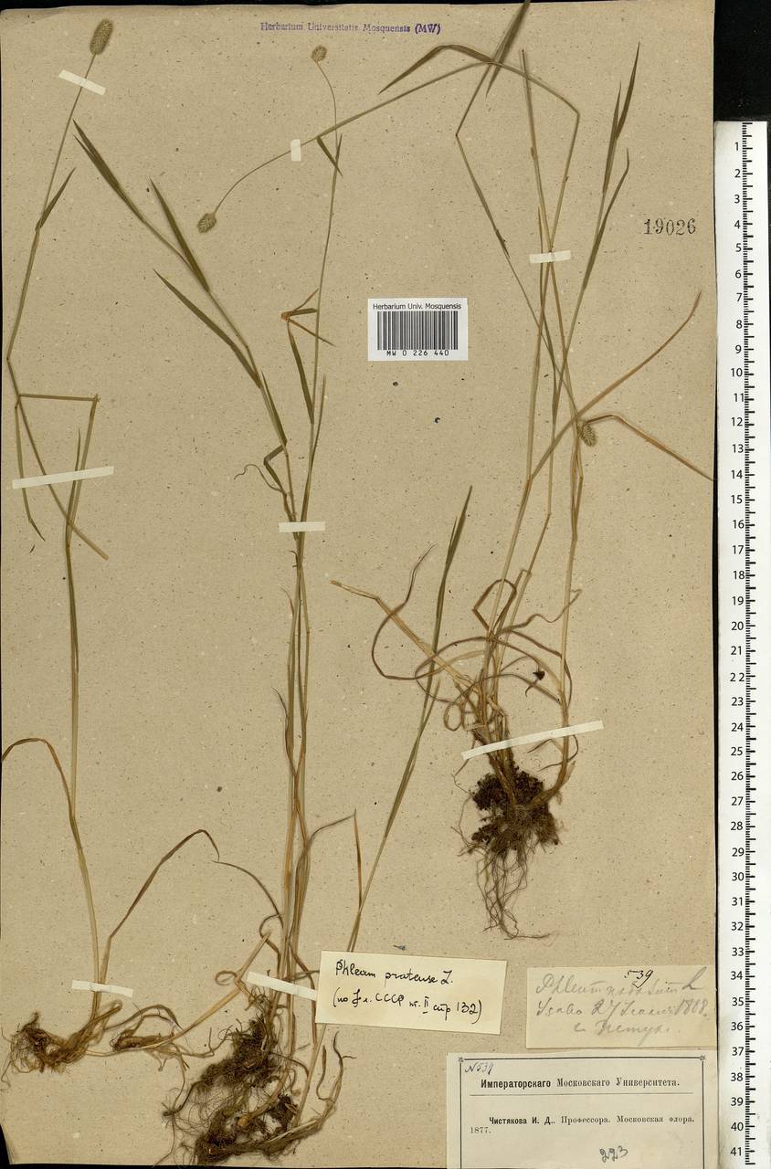 Phleum pratense L., Eastern Europe, Moscow region (E4a) (Russia)