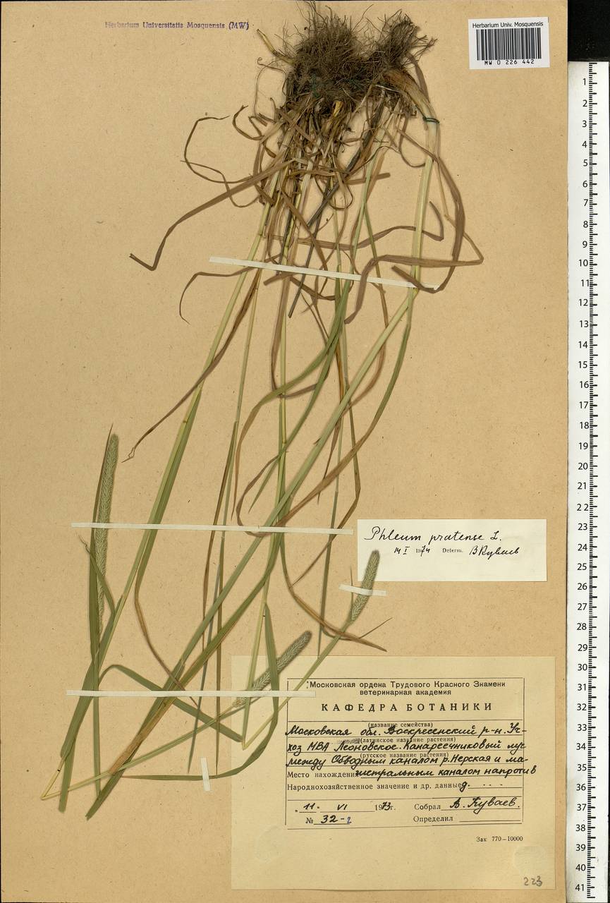 Phleum pratense L., Eastern Europe, Moscow region (E4a) (Russia)