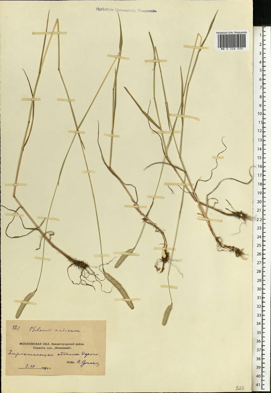 Phleum pratense L., Eastern Europe, Moscow region (E4a) (Russia)