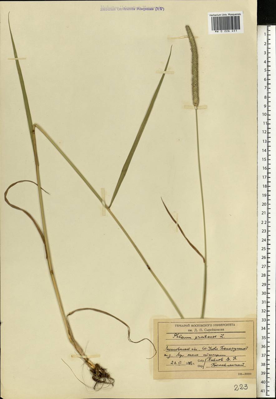 Phleum pratense L., Eastern Europe, Moscow region (E4a) (Russia)