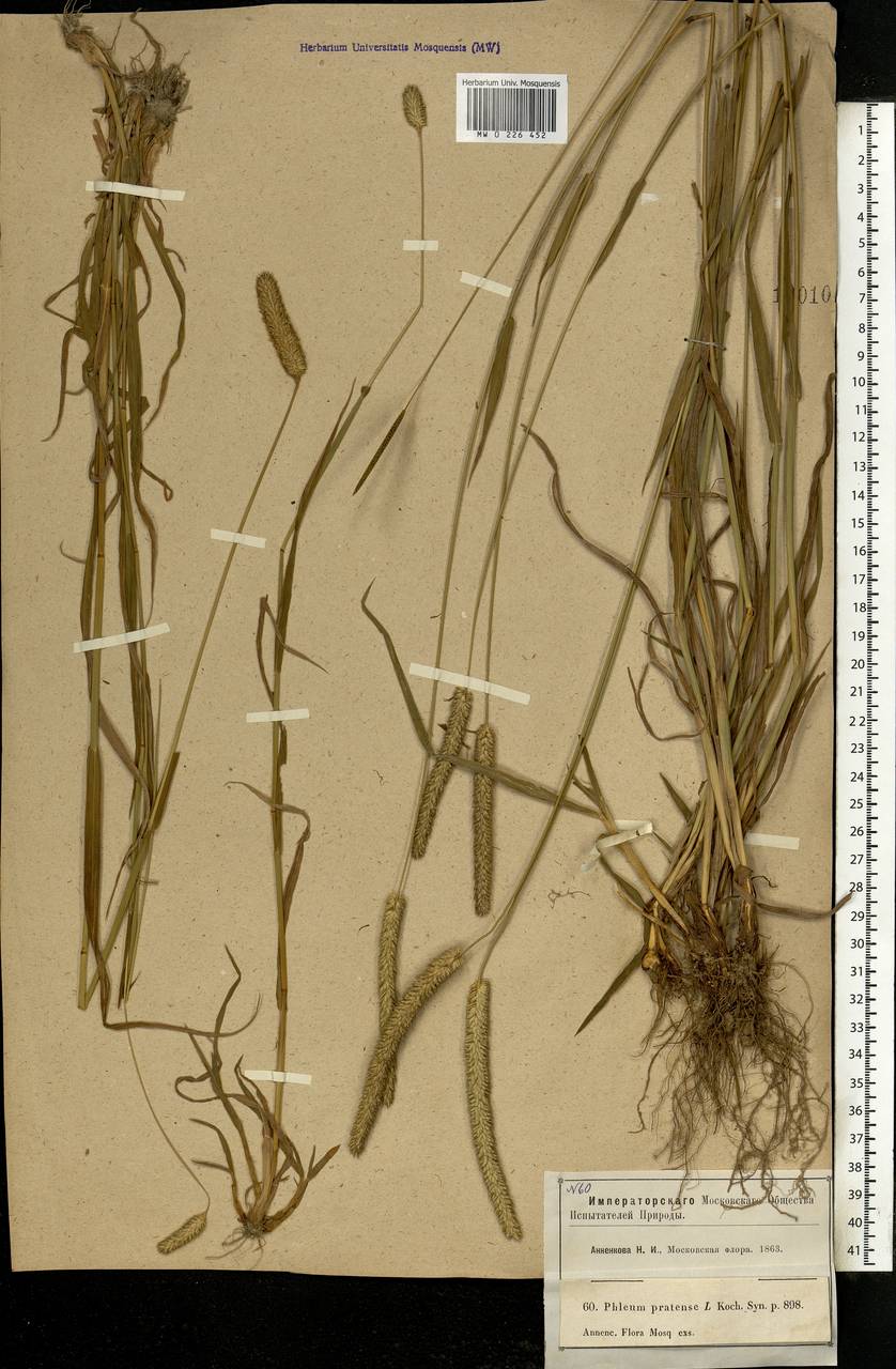 Phleum pratense L., Eastern Europe, Moscow region (E4a) (Russia)