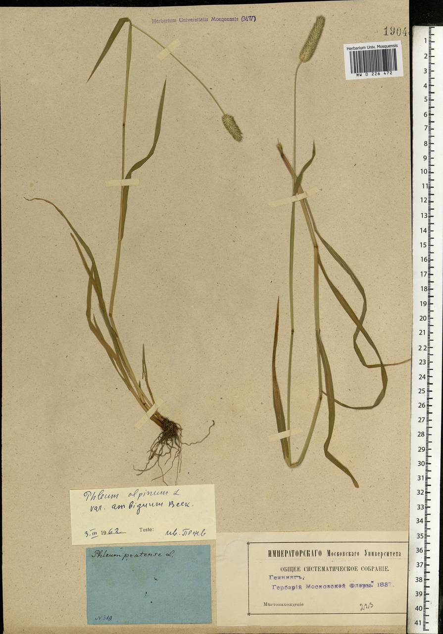 Phleum pratense L., Eastern Europe, Moscow region (E4a) (Russia)