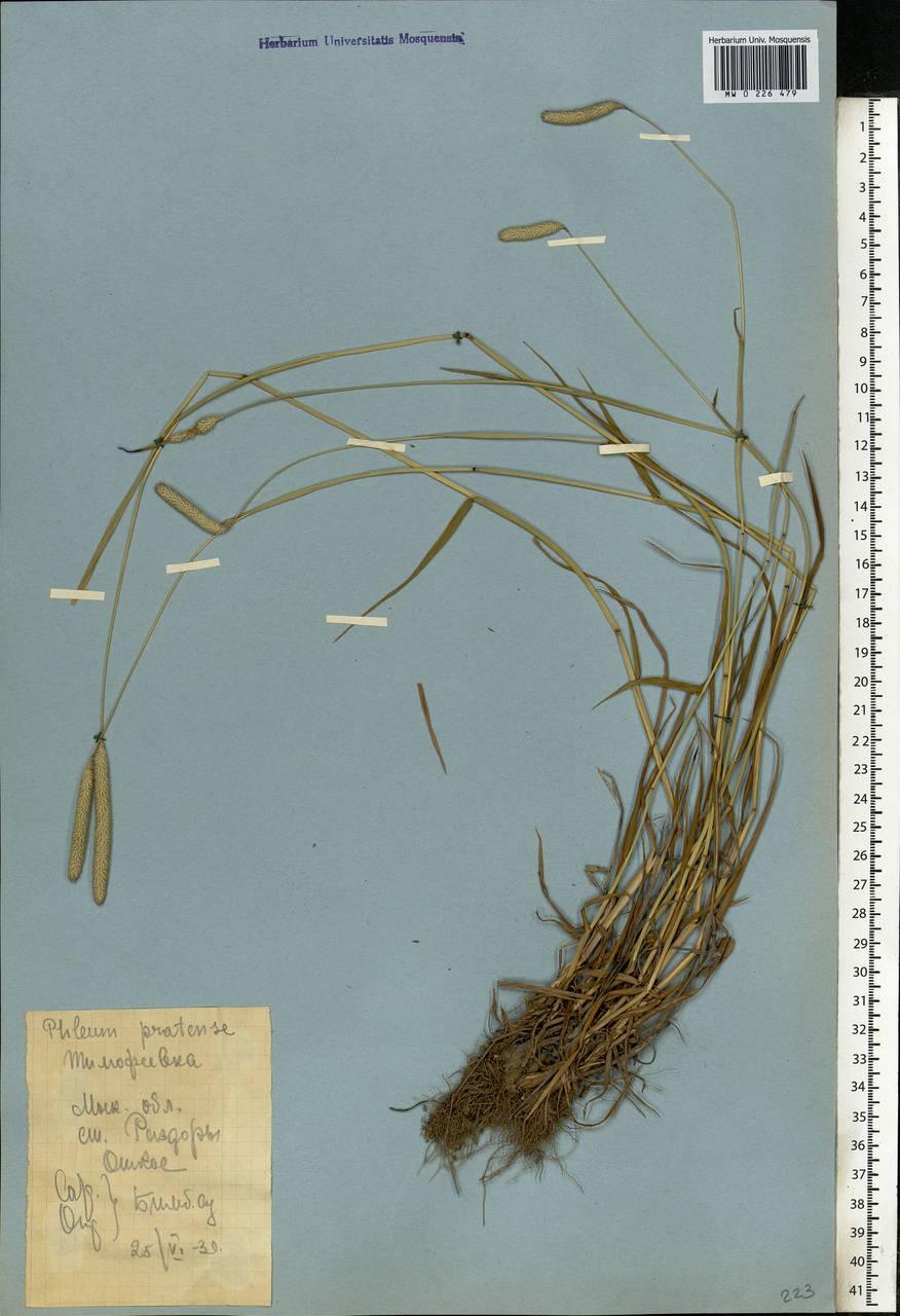 Phleum pratense L., Eastern Europe, Moscow region (E4a) (Russia)