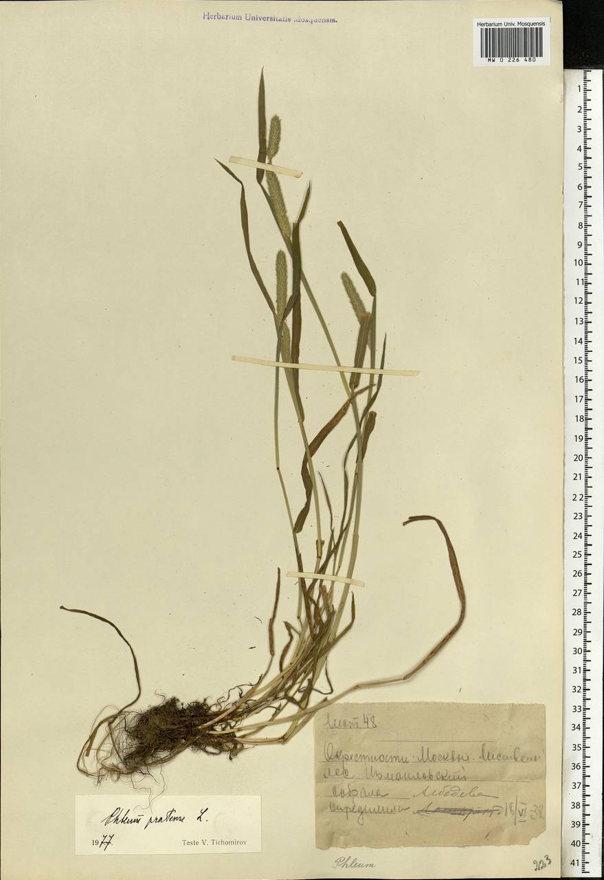 Phleum pratense L., Eastern Europe, Moscow region (E4a) (Russia)