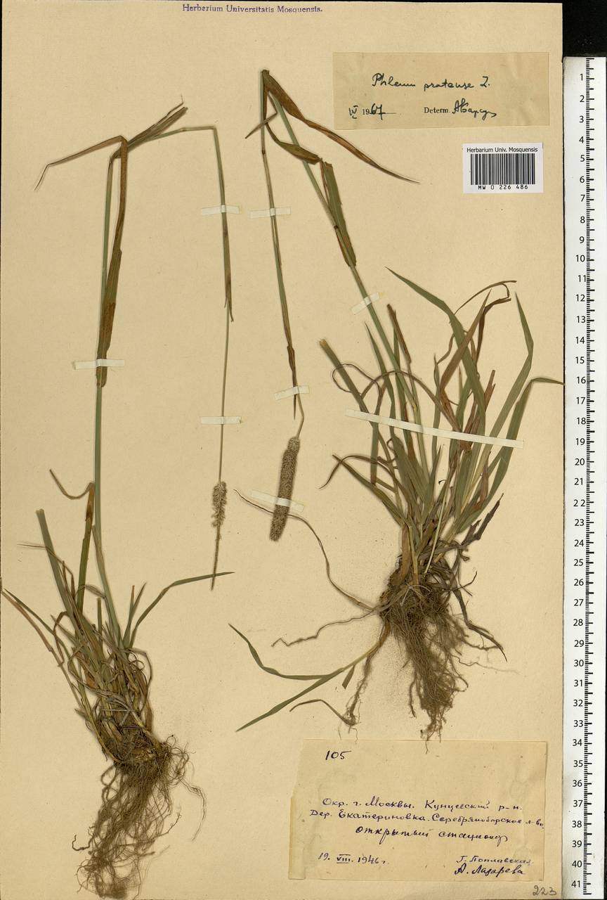 Phleum pratense L., Eastern Europe, Moscow region (E4a) (Russia)