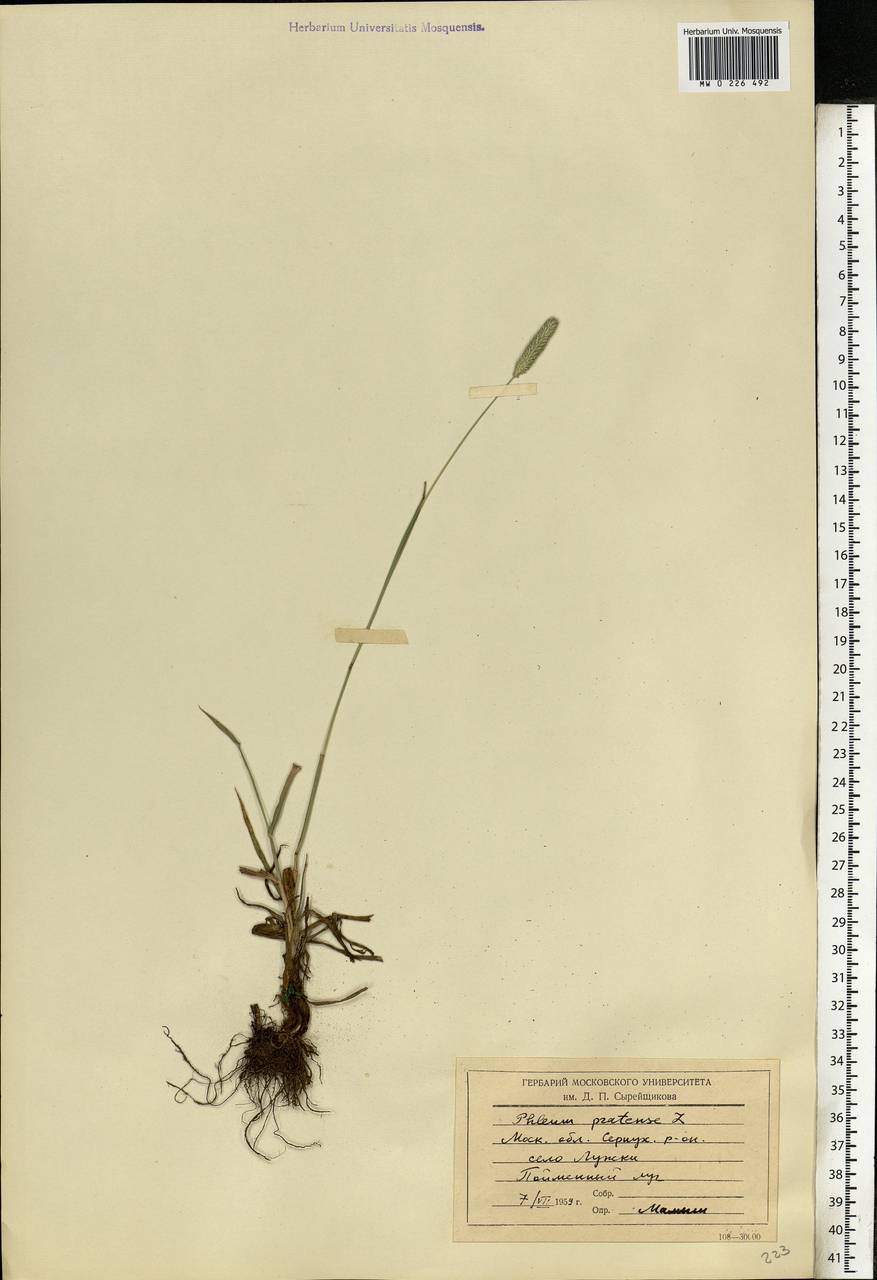 Phleum pratense L., Eastern Europe, Moscow region (E4a) (Russia)