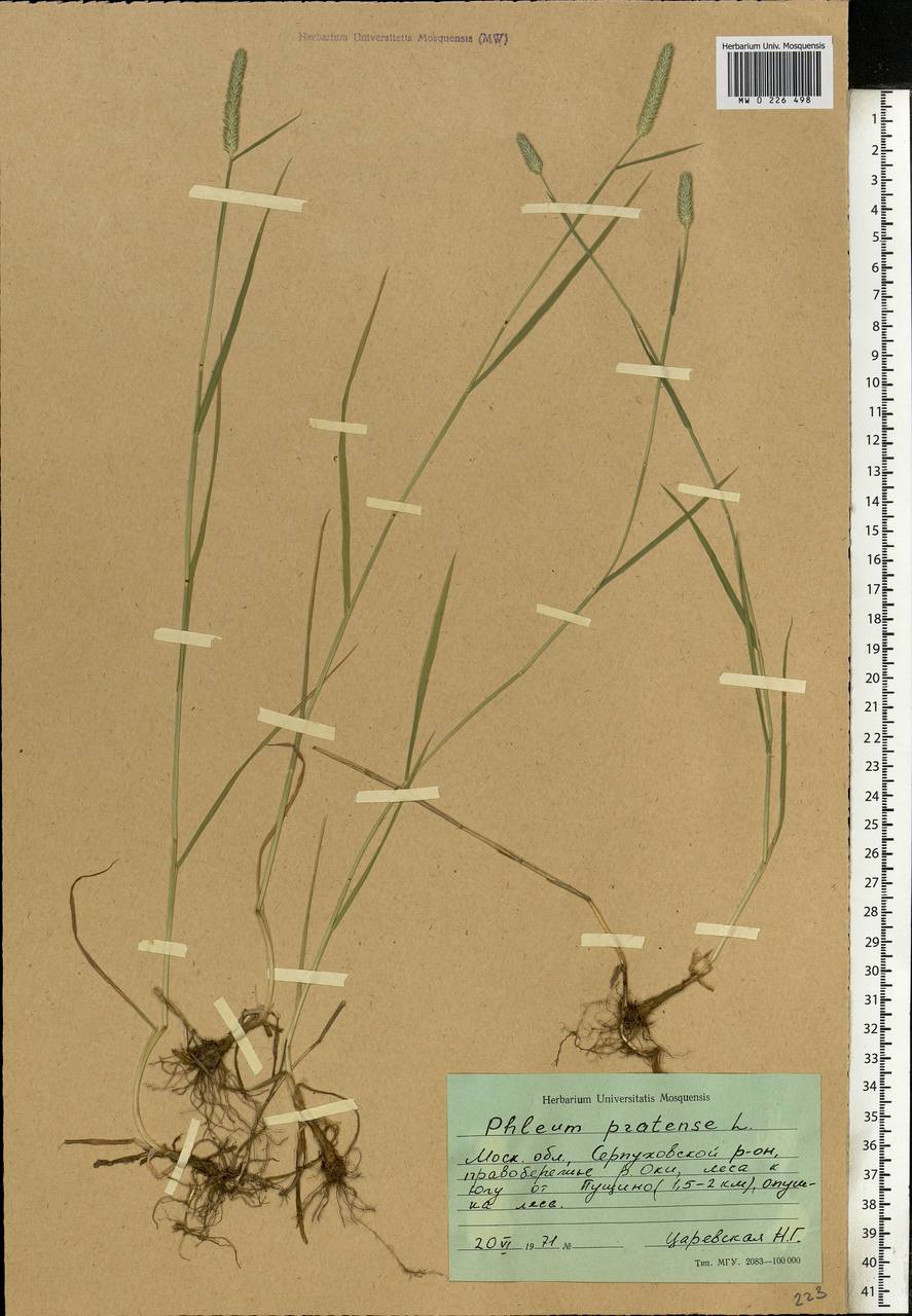 Phleum pratense L., Eastern Europe, Moscow region (E4a) (Russia)