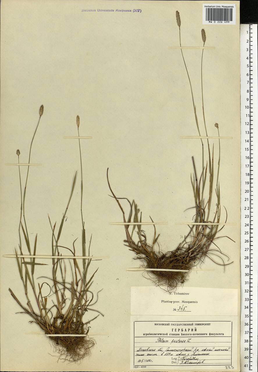 Phleum pratense L., Eastern Europe, Moscow region (E4a) (Russia)