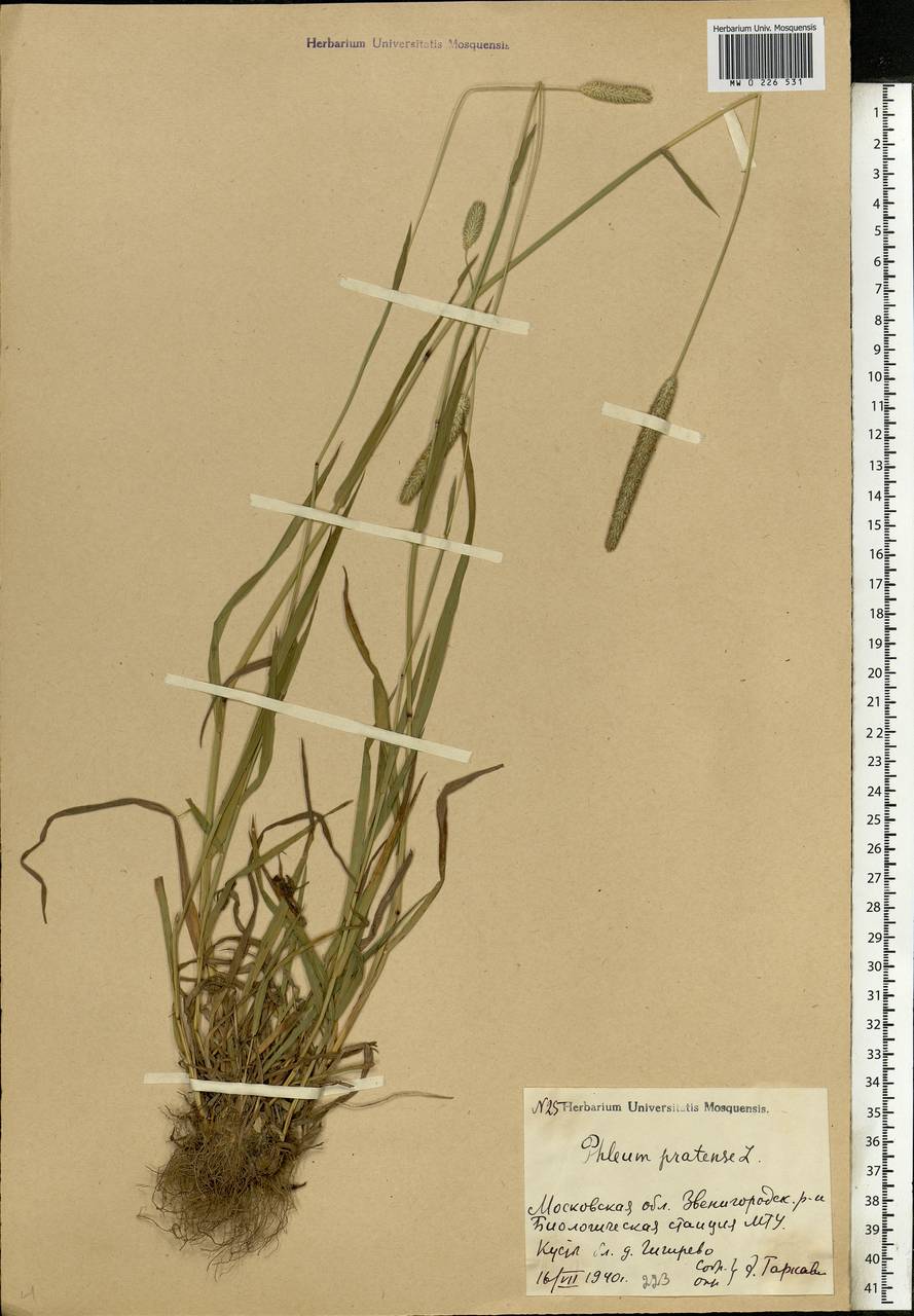 Phleum pratense L., Eastern Europe, Moscow region (E4a) (Russia)