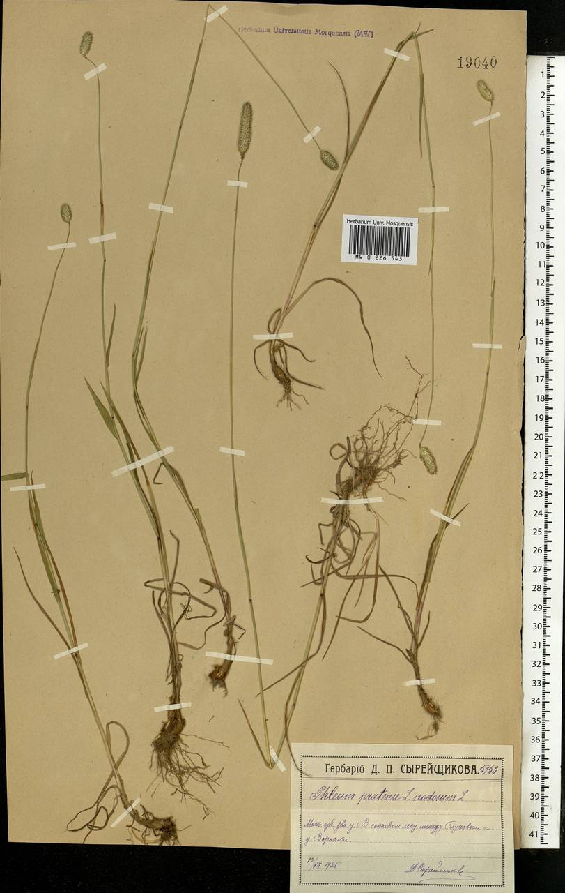 Phleum pratense L., Eastern Europe, Moscow region (E4a) (Russia)
