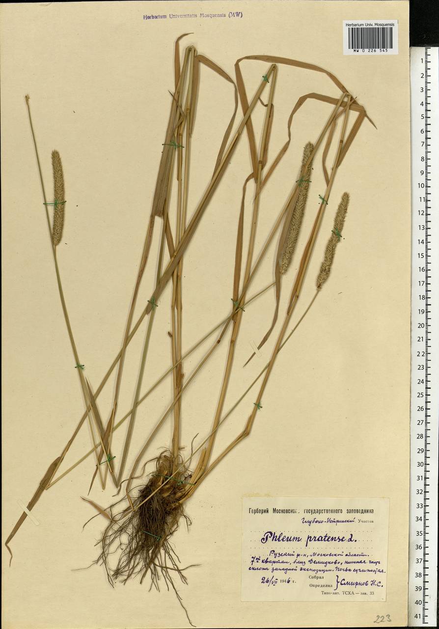 Phleum pratense L., Eastern Europe, Moscow region (E4a) (Russia)