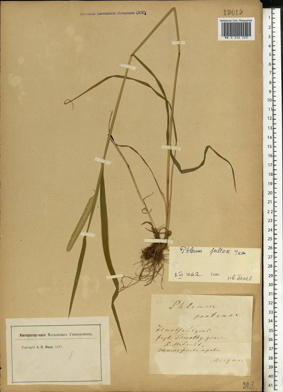 Phleum pratense L., Eastern Europe, Moscow region (E4a) (Russia)