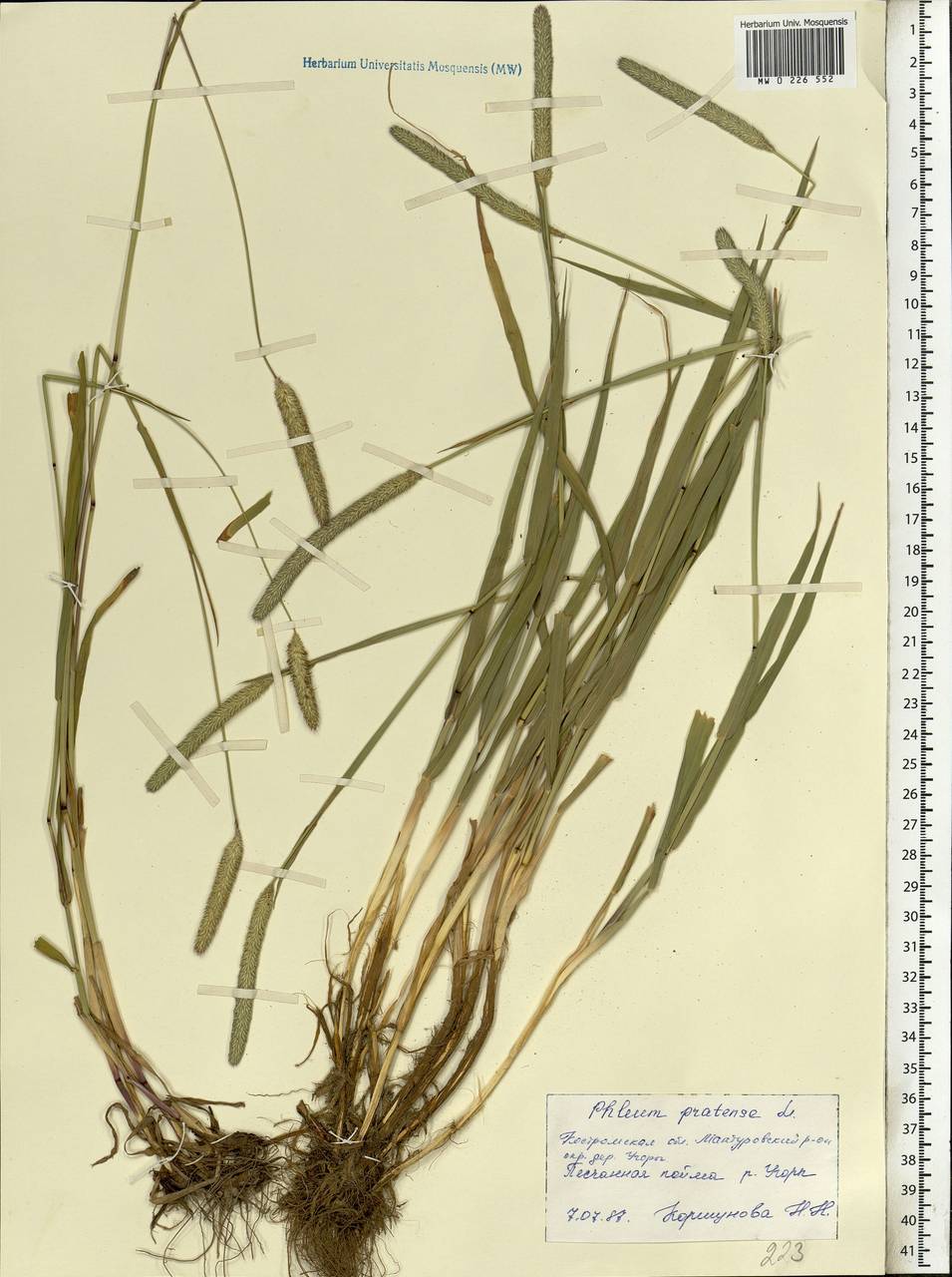 Phleum pratense L., Eastern Europe, Central forest region (E5) (Russia)