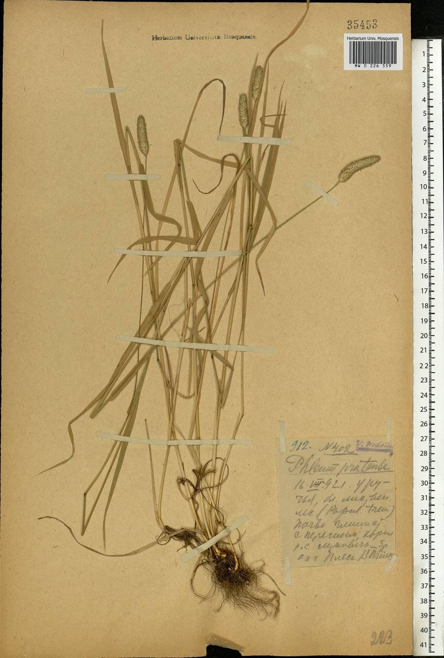 Phleum pratense L., Eastern Europe, Central forest region (E5) (Russia)
