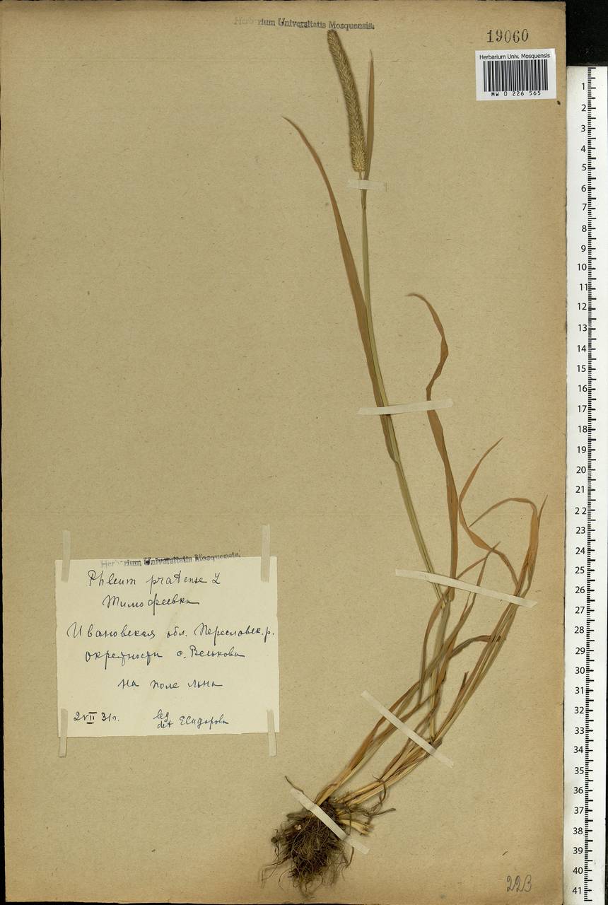 Phleum pratense L., Eastern Europe, Central forest region (E5) (Russia)