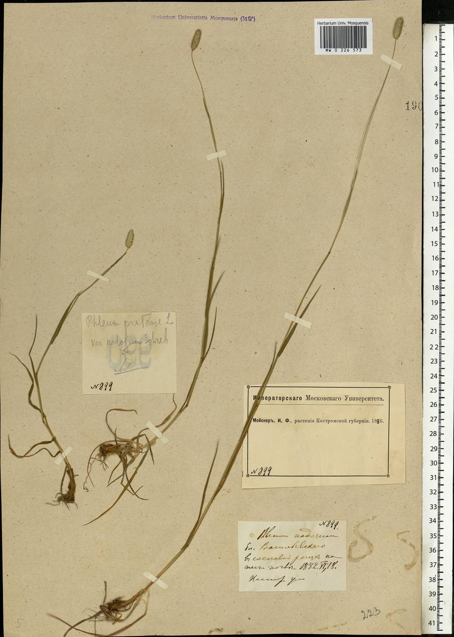 Phleum pratense L., Eastern Europe, Central forest region (E5) (Russia)