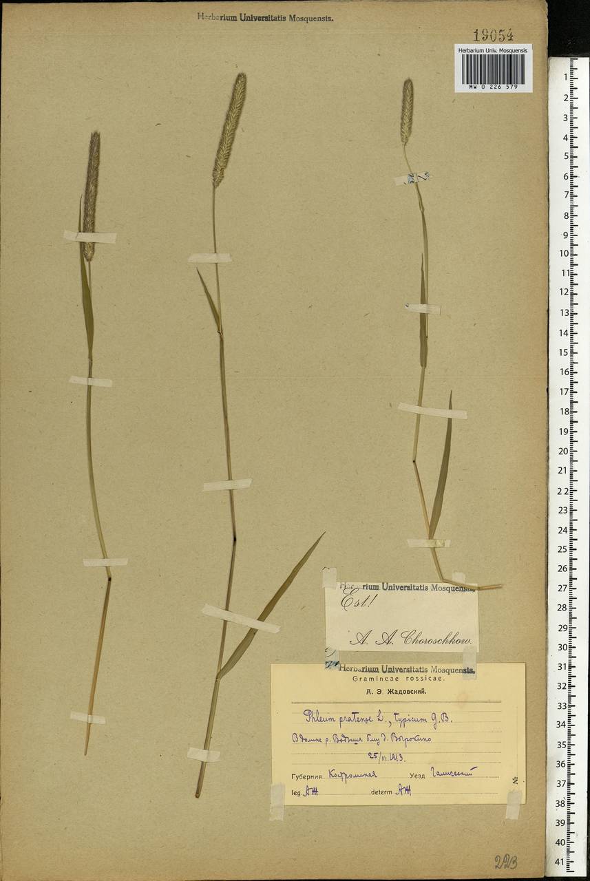 Phleum pratense L., Eastern Europe, Central forest region (E5) (Russia)