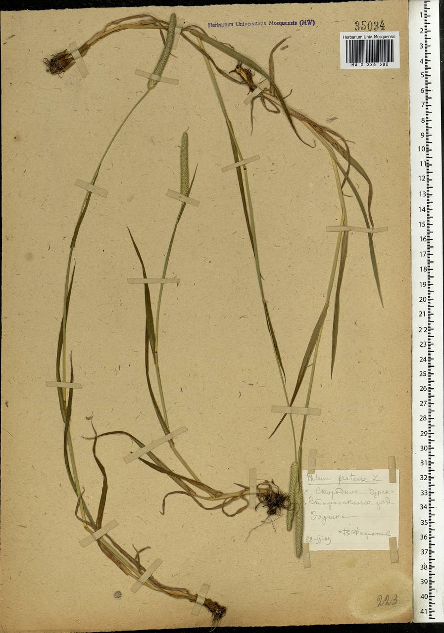 Phleum pratense L., Eastern Europe, Central forest-and-steppe region (E6) (Russia)