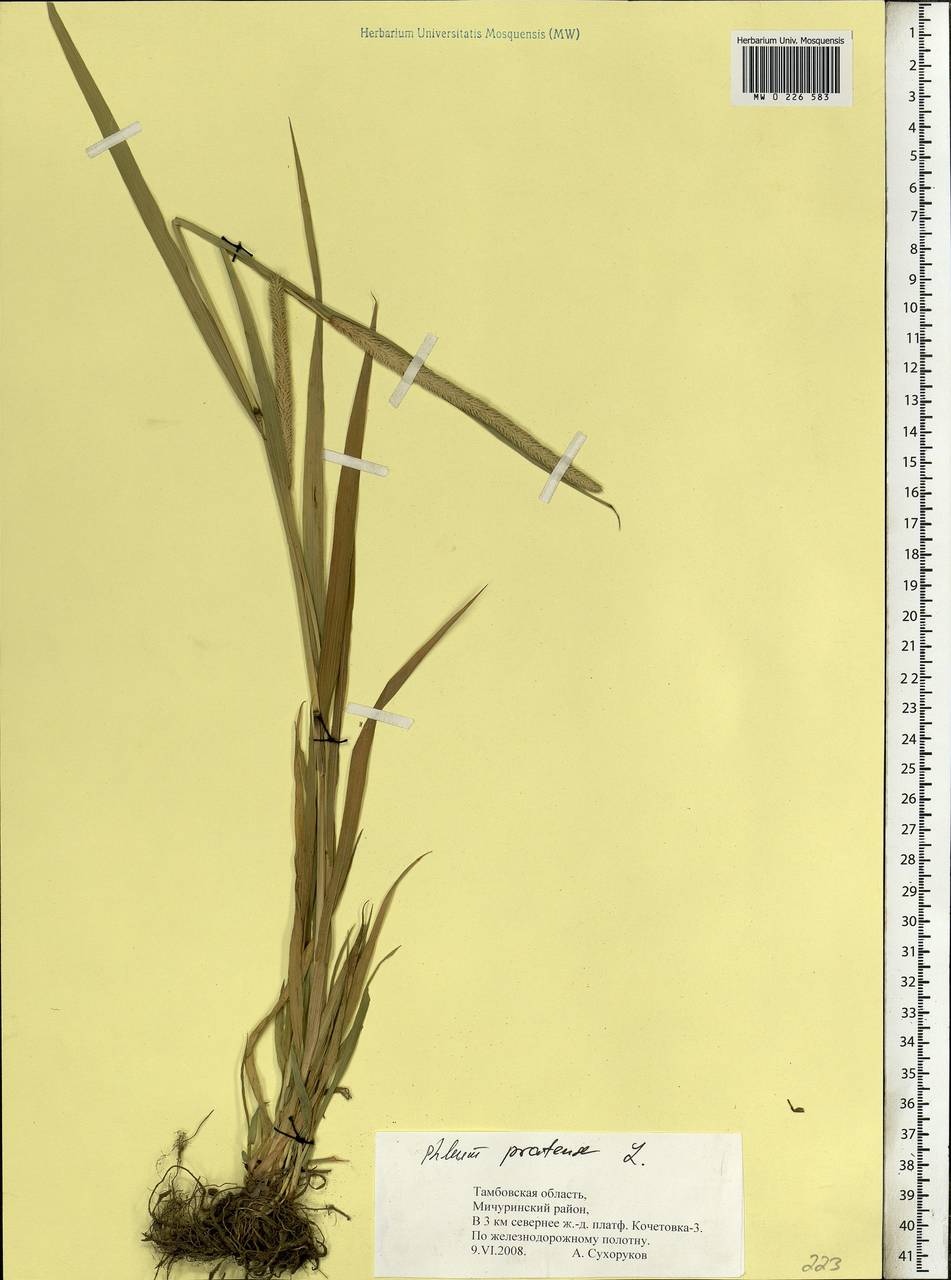 Phleum pratense L., Eastern Europe, Central forest-and-steppe region (E6) (Russia)