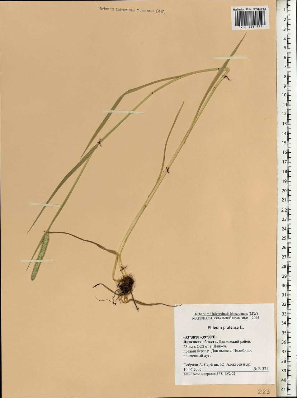 Phleum pratense L., Eastern Europe, Central forest-and-steppe region (E6) (Russia)