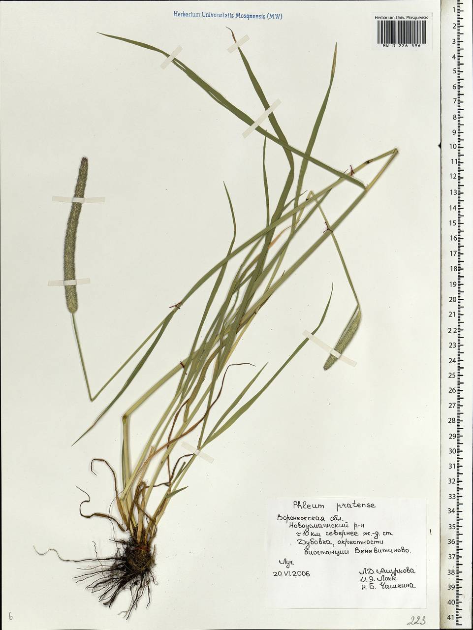 Phleum pratense L., Eastern Europe, Central forest-and-steppe region (E6) (Russia)