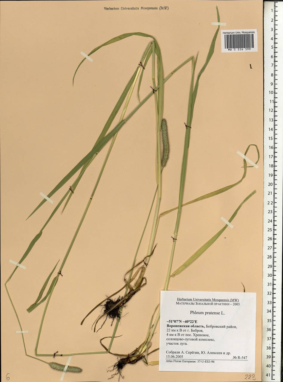Phleum pratense L., Eastern Europe, Central forest-and-steppe region (E6) (Russia)