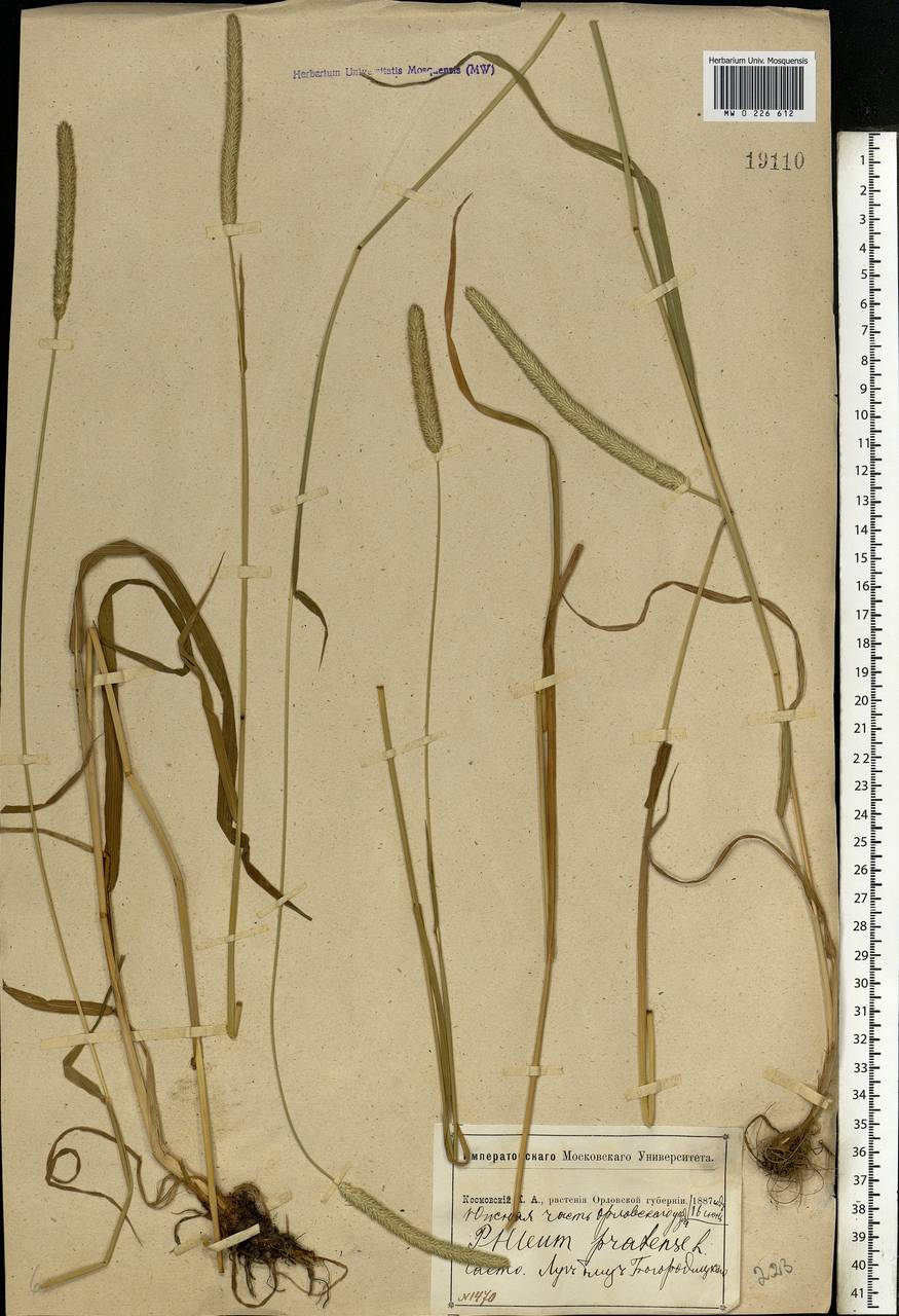 Phleum pratense L., Eastern Europe, Central forest-and-steppe region (E6) (Russia)
