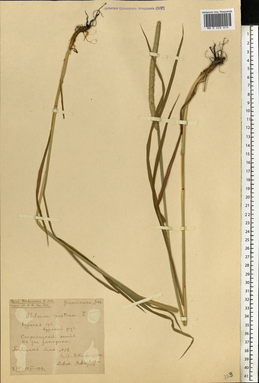 Phleum pratense L., Eastern Europe, Central forest-and-steppe region (E6) (Russia)