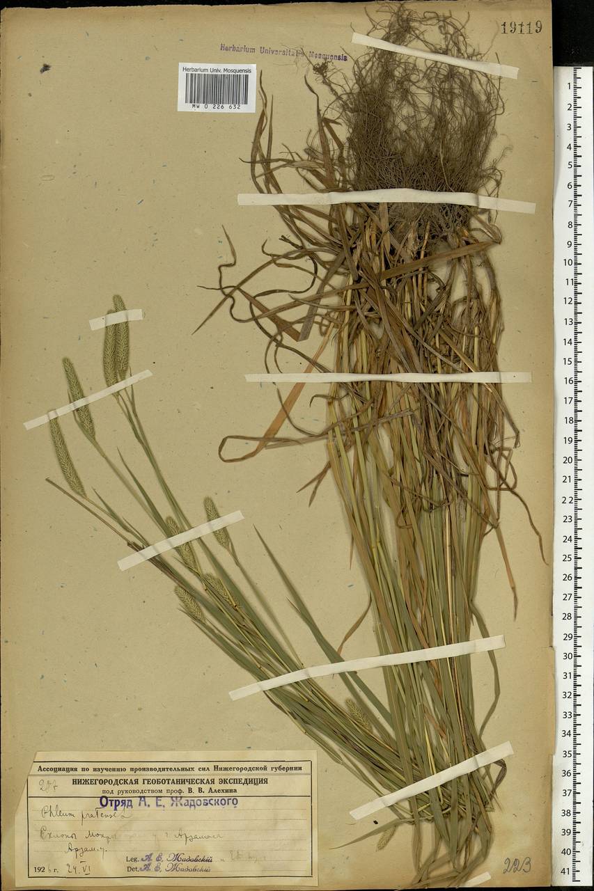Phleum pratense L., Eastern Europe, Volga-Kama region (E7) (Russia)