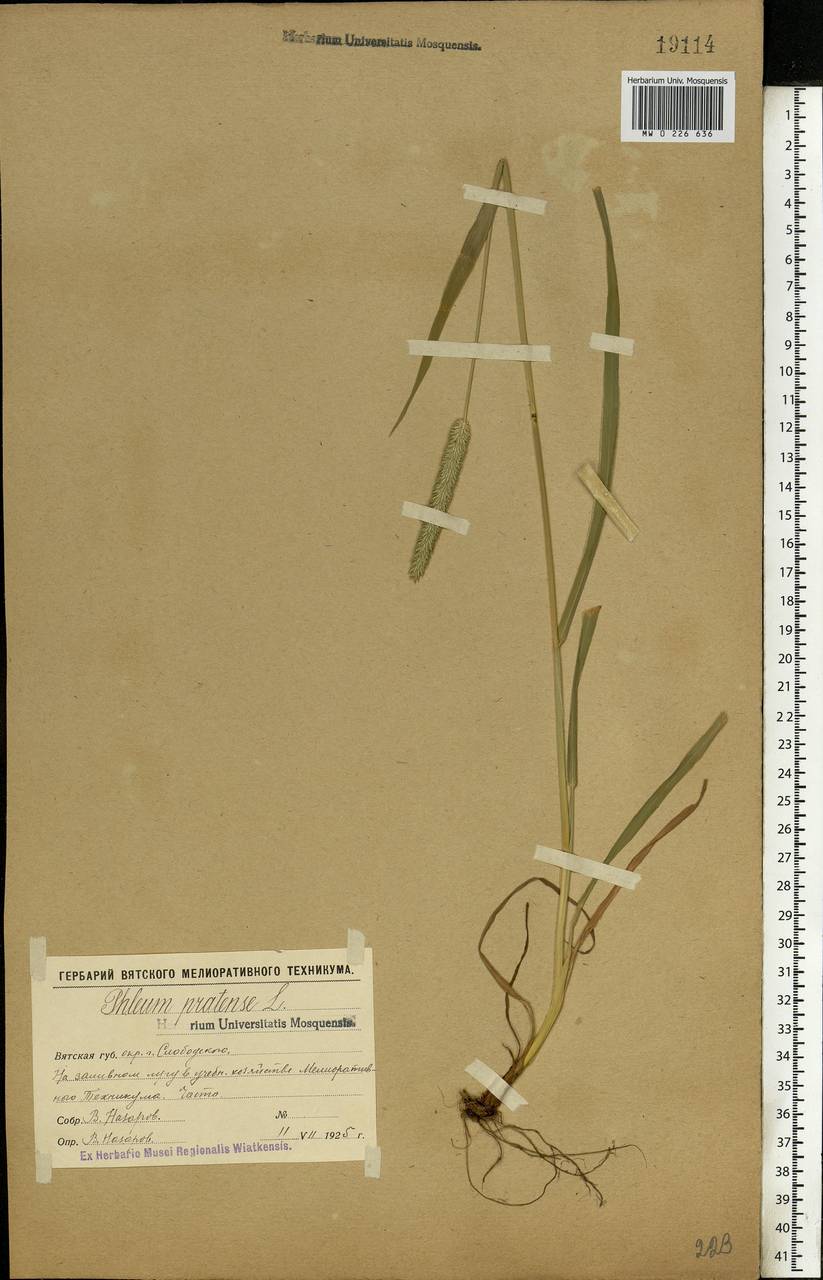 Phleum pratense L., Eastern Europe, Volga-Kama region (E7) (Russia)