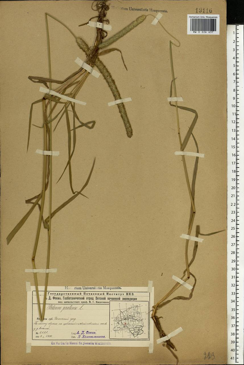 Phleum pratense L., Eastern Europe, Volga-Kama region (E7) (Russia)