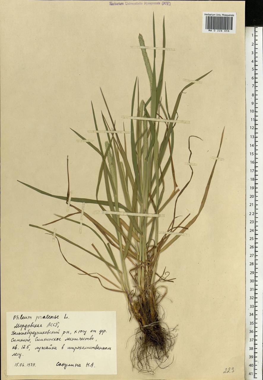 Phleum pratense L., Eastern Europe, Middle Volga region (E8) (Russia)