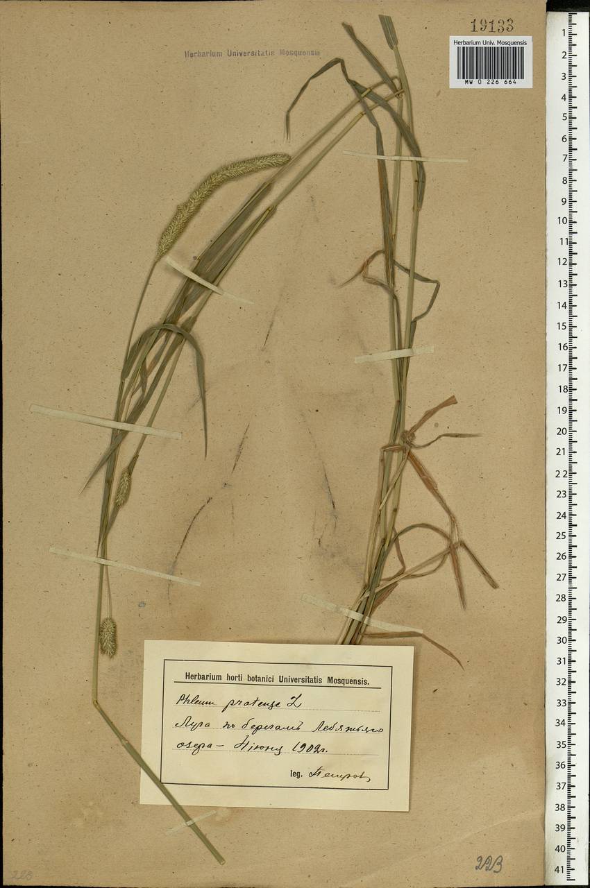 Phleum pratense L., Eastern Europe, Lower Volga region (E9) (Russia)