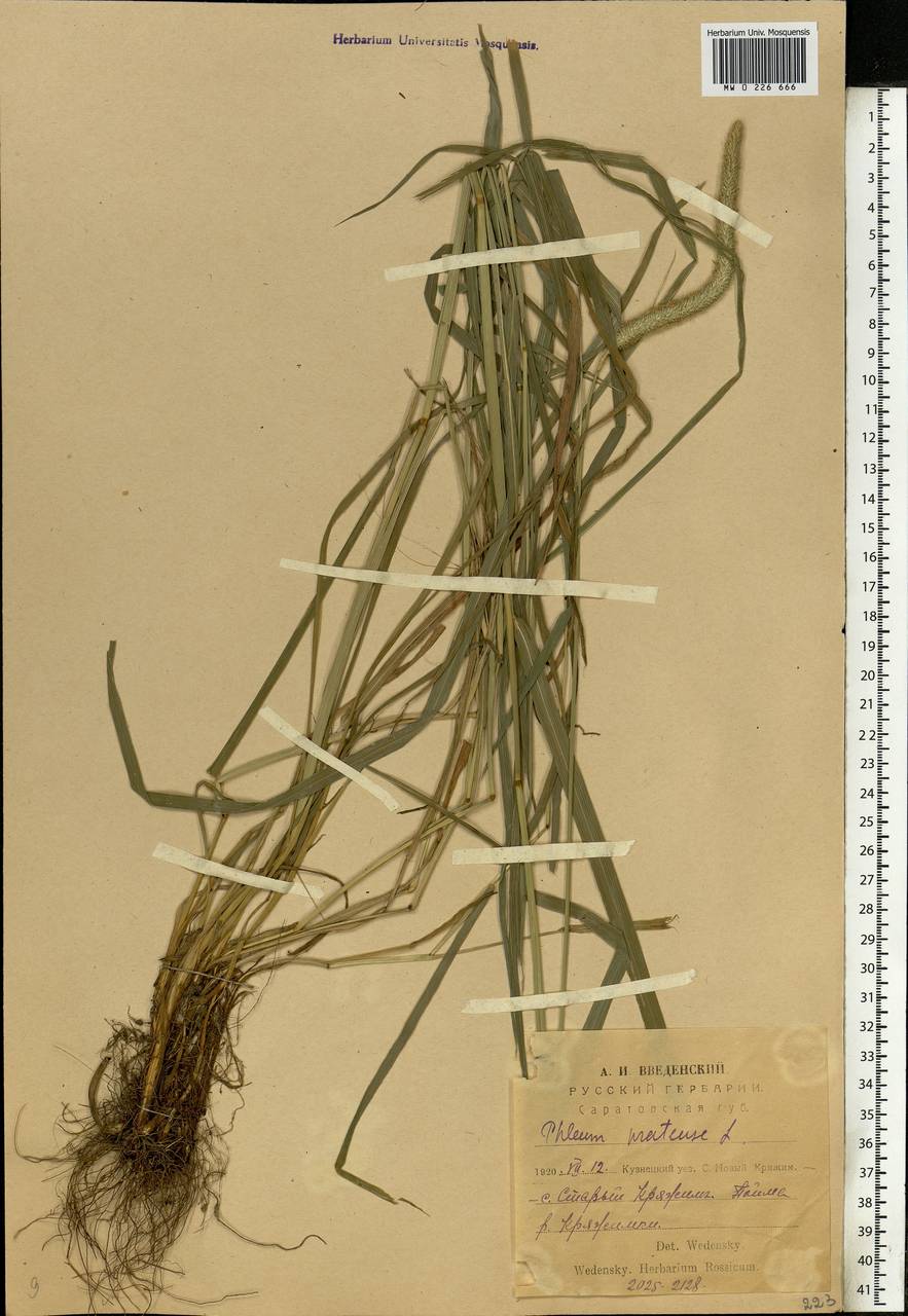 Phleum pratense L., Eastern Europe, Middle Volga region (E8) (Russia)