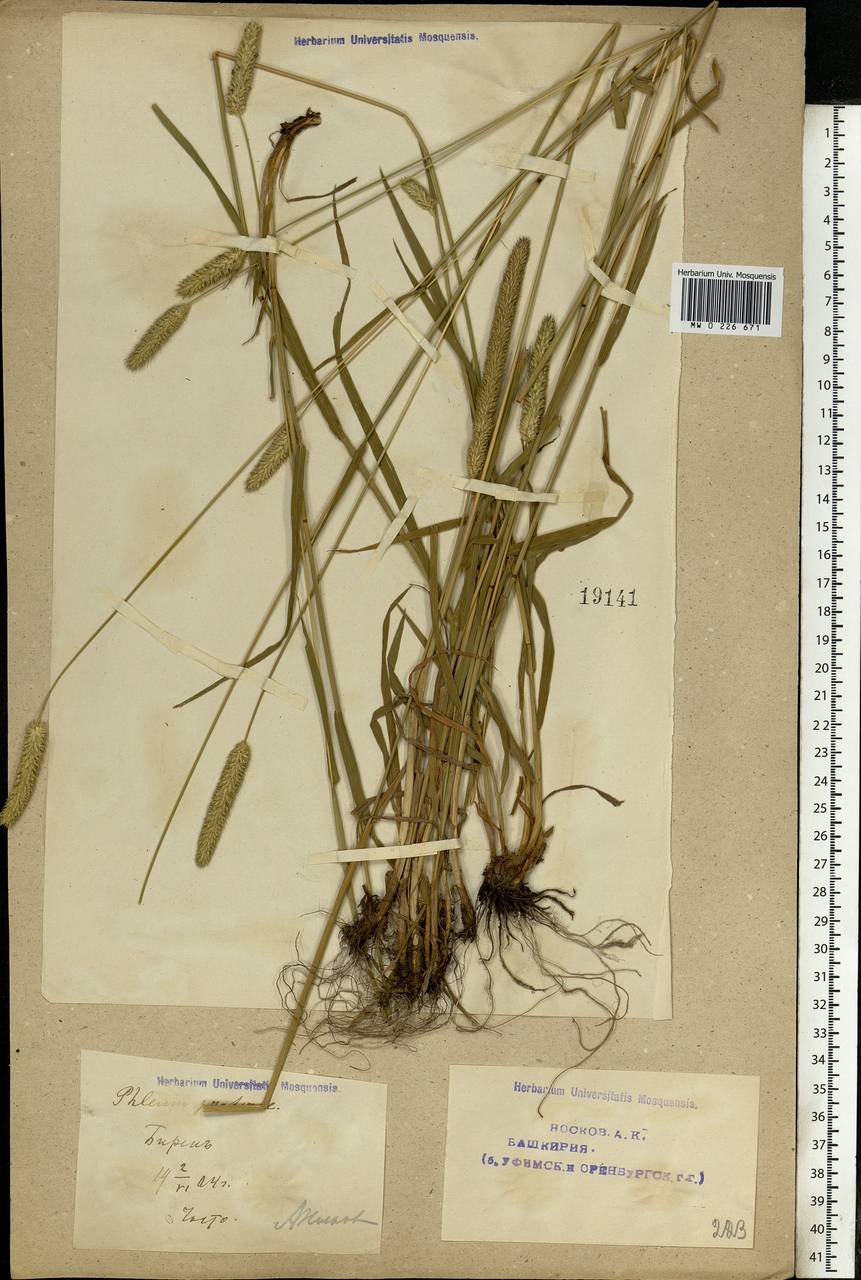 Phleum pratense L., Eastern Europe, Eastern region (E10) (Russia)