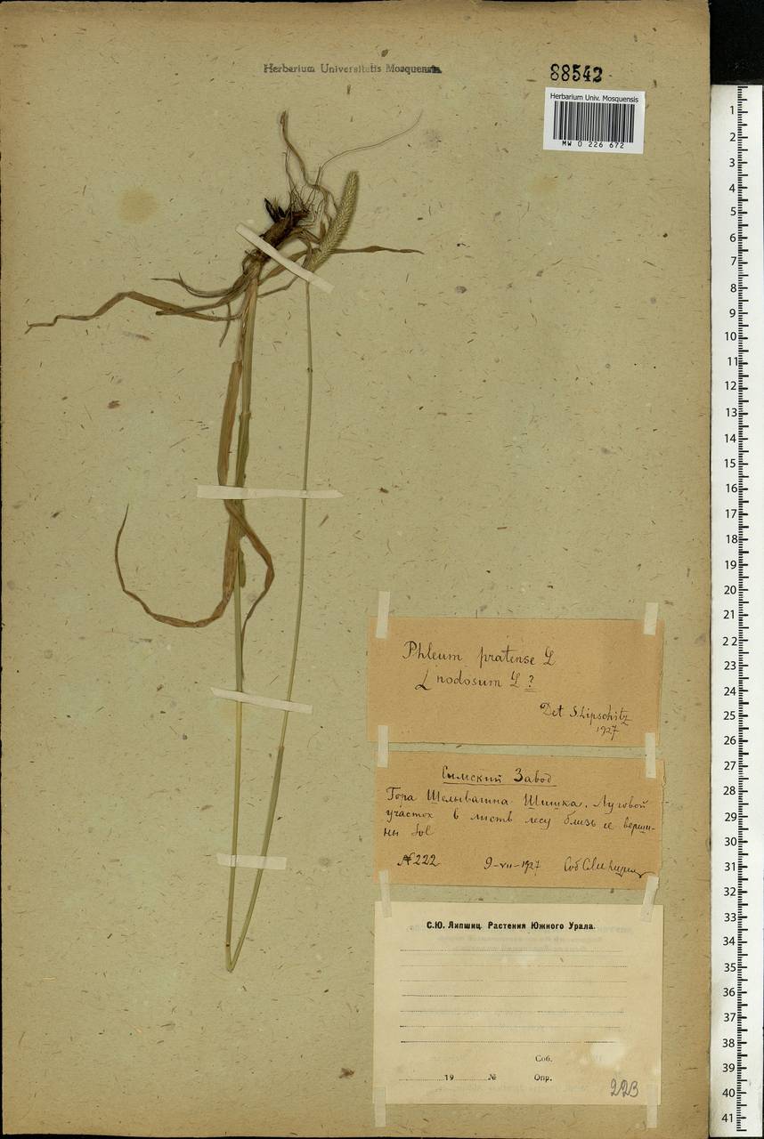 Phleum pratense L., Eastern Europe, Eastern region (E10) (Russia)