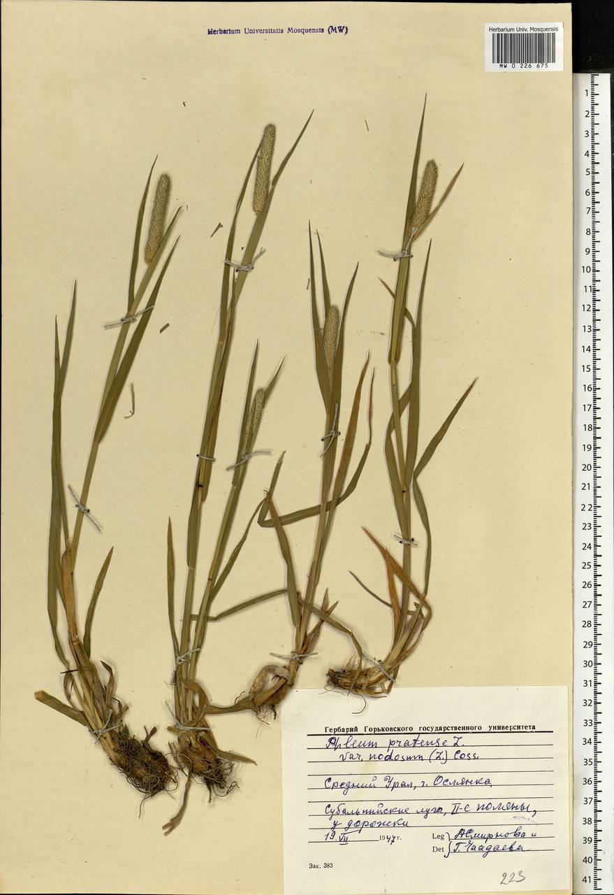 Phleum pratense L., Eastern Europe, Eastern region (E10) (Russia)