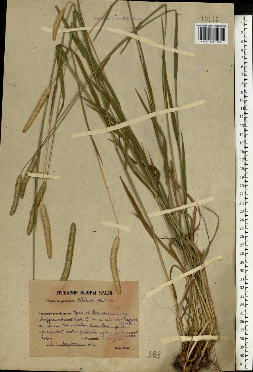 Phleum pratense L., Eastern Europe, Eastern region (E10) (Russia)