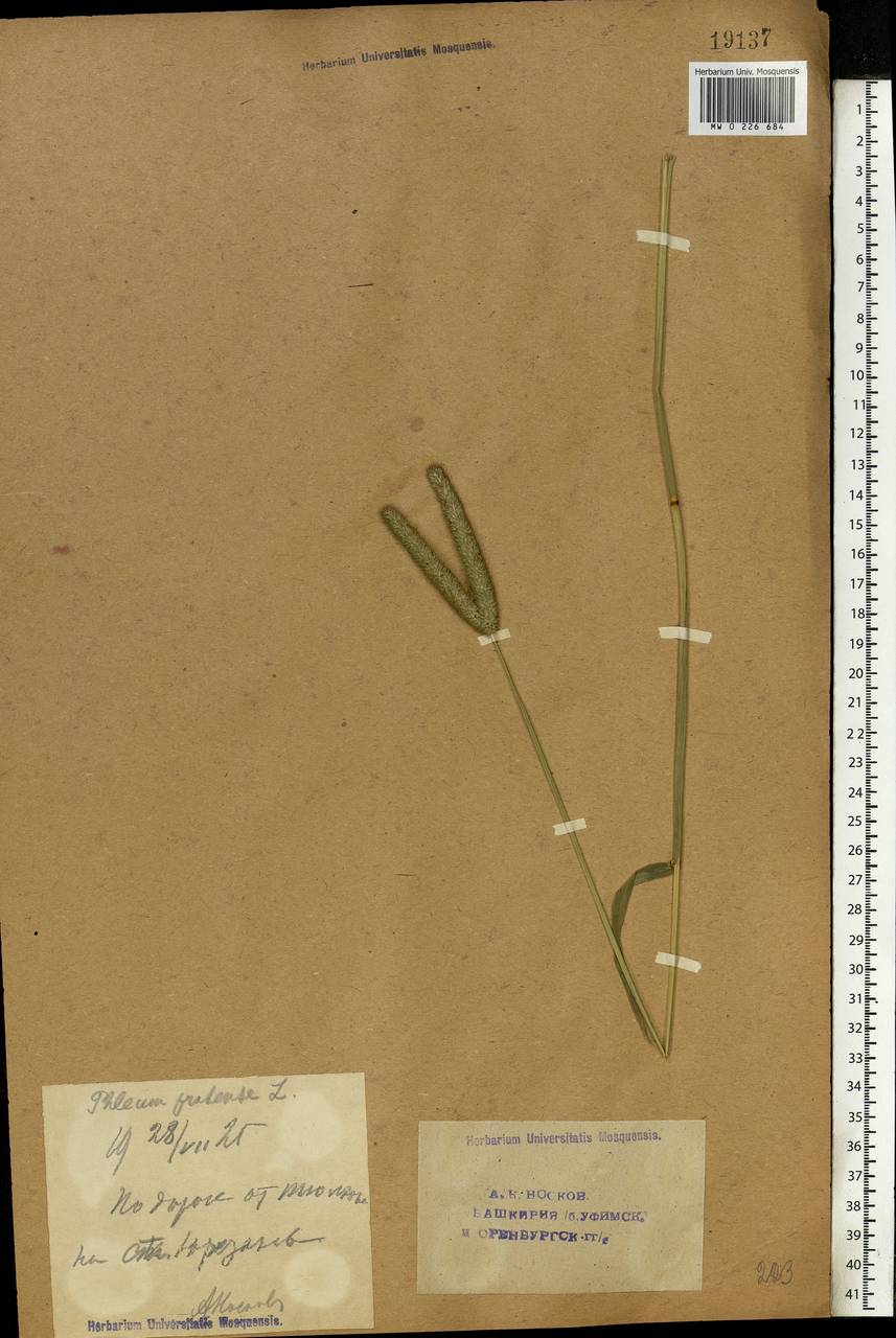 Phleum pratense L., Eastern Europe, Eastern region (E10) (Russia)