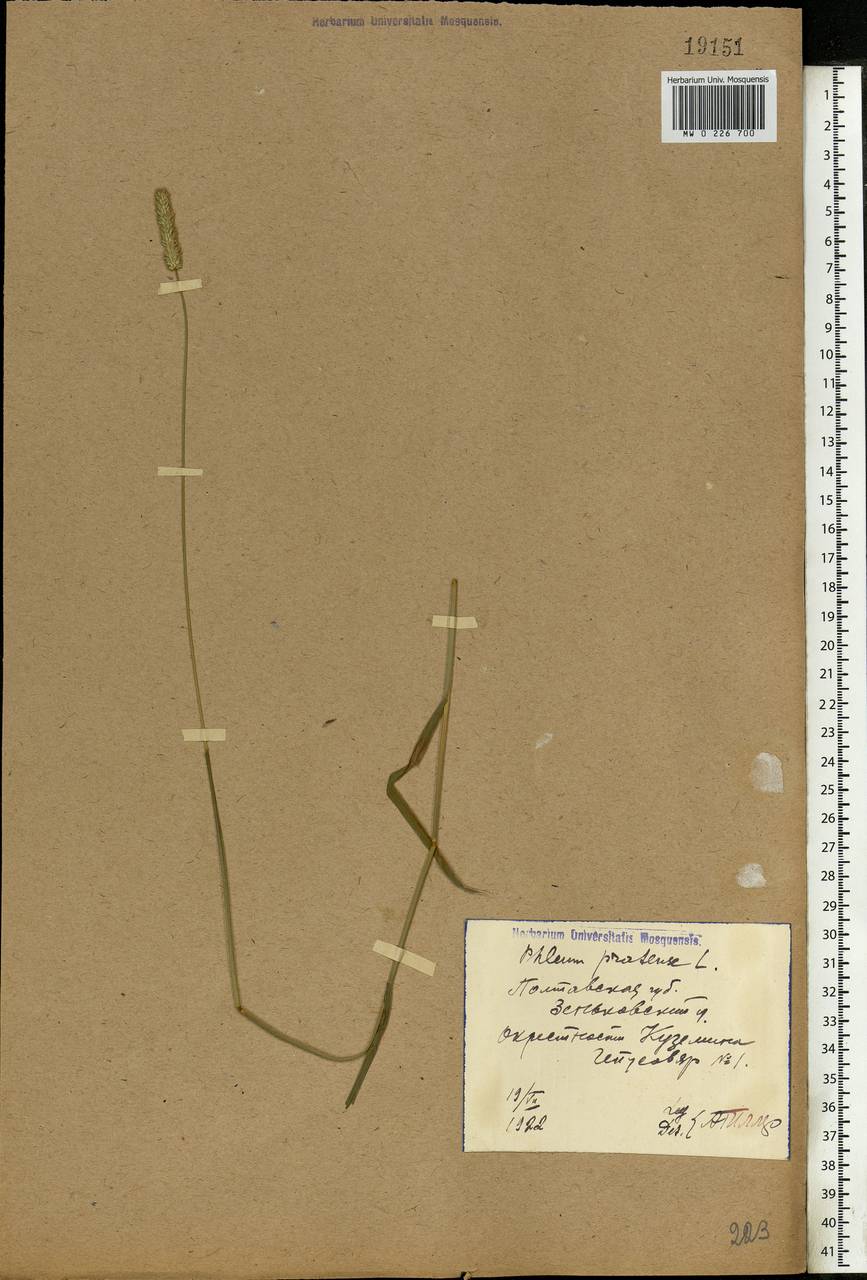 Phleum pratense L., Eastern Europe, North Ukrainian region (E11) (Ukraine)