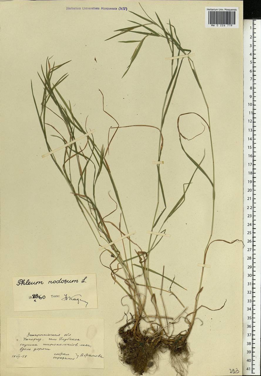 Phleum pratense L., Eastern Europe, West Ukrainian region (E13) (Ukraine)