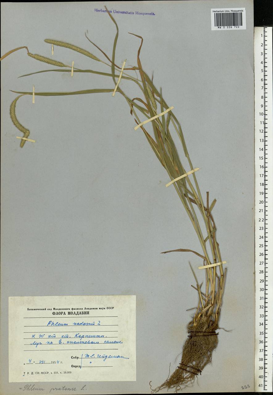 Phleum pratense L., Eastern Europe, Moldova (E13a) (Moldova)