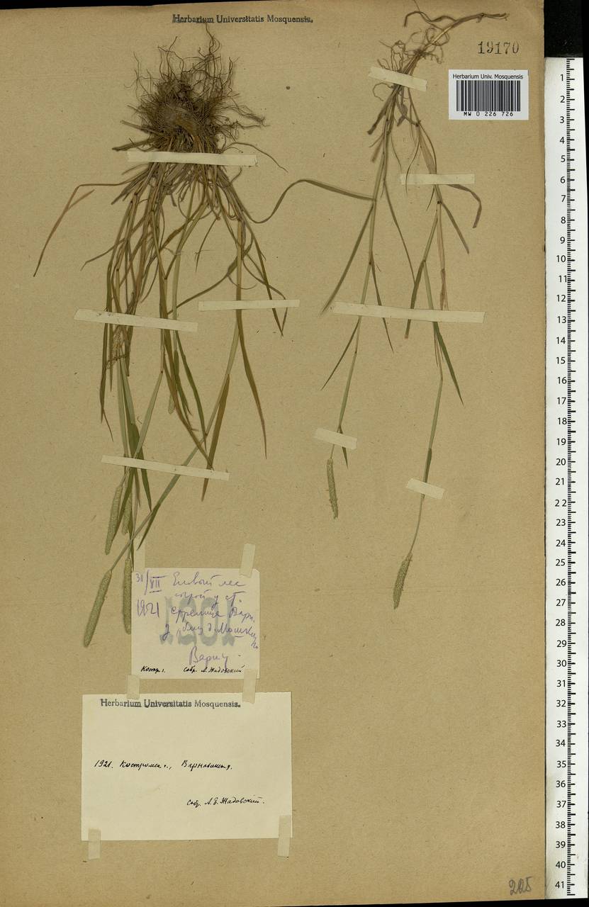 Alopecurus, Eastern Europe, Volga-Kama region (E7) (Russia)