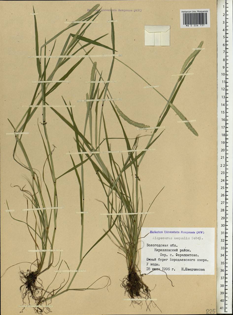 Alopecurus aequalis Sobol., Eastern Europe, Northern region (E1) (Russia)