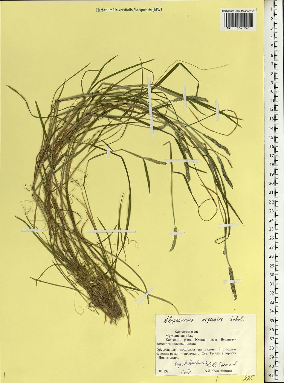 Alopecurus aequalis Sobol., Eastern Europe, Northern region (E1) (Russia)