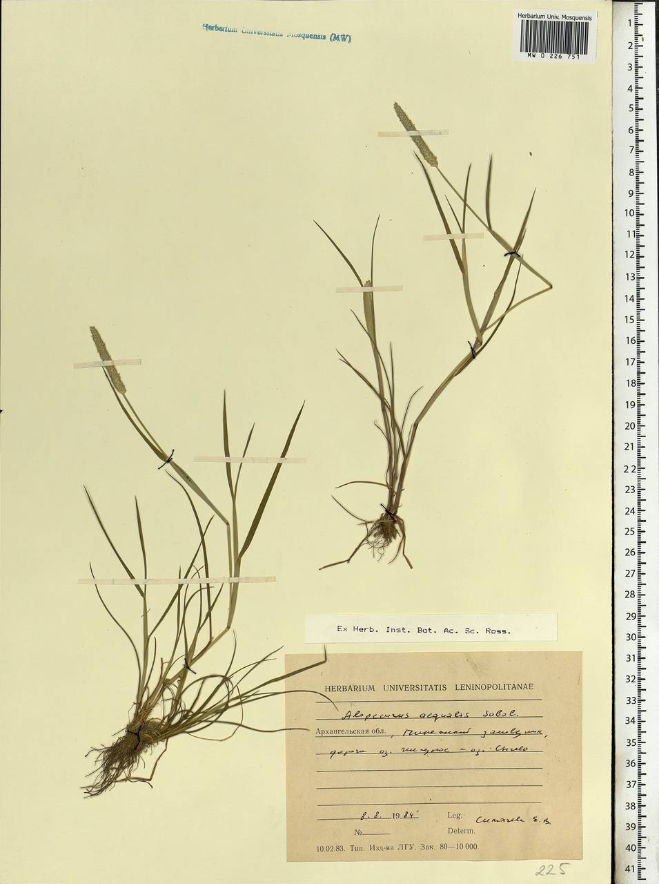 Alopecurus aequalis Sobol., Eastern Europe, Northern region (E1) (Russia)