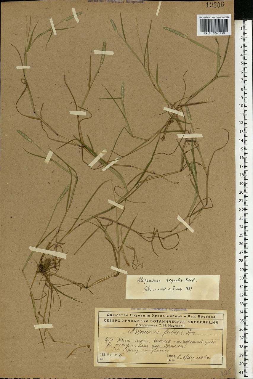 Alopecurus aequalis Sobol., Eastern Europe, Northern region (E1) (Russia)