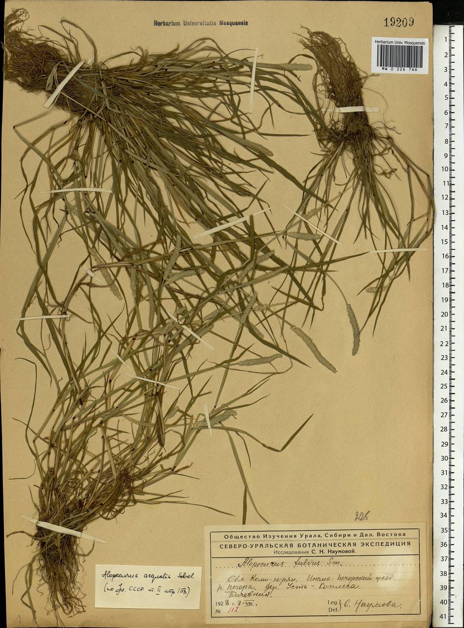 Alopecurus aequalis Sobol., Eastern Europe, Northern region (E1) (Russia)