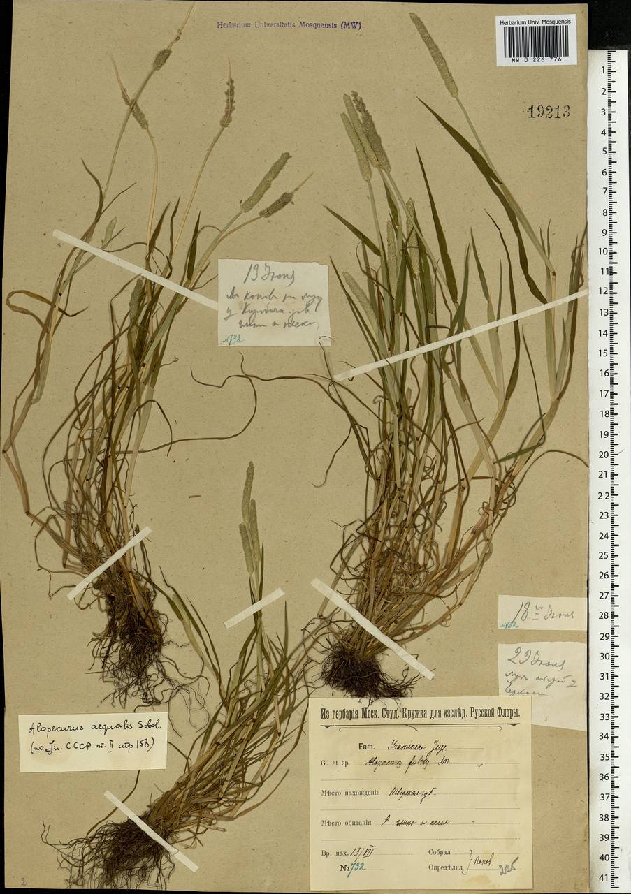 Alopecurus aequalis Sobol., Eastern Europe, North-Western region (E2) (Russia)