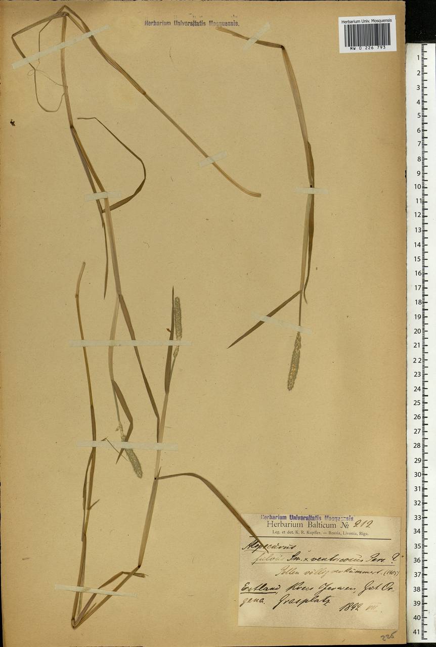 Alopecurus aequalis Sobol., Eastern Europe, Latvia (E2b) (Latvia)